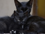 Black Kittens