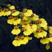 Yellow Orchids