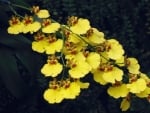 Yellow Orchids