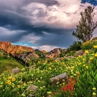 Mountain Wildflowers