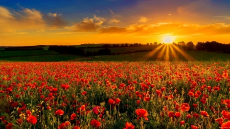 Sunset Over the Poppies Field - rays, nature, sky, clouds, field, sunset, poppies