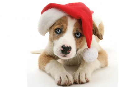 Christmas puppy - animal, caine, puppy, craciun, christmas, white, hat, santa, blue eyes, paw, dog