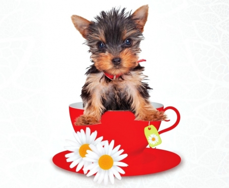 Puppy - paw, tea, daisy, cup, caine, white, dog, red, animal, card, sweet, cute, yorkshire terrier, flower