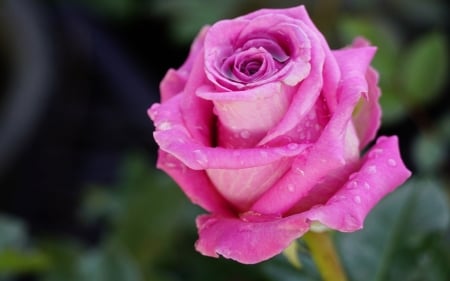 Pink rose - trandafir, pink, green, summer, rose, flower