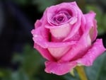 Pink rose