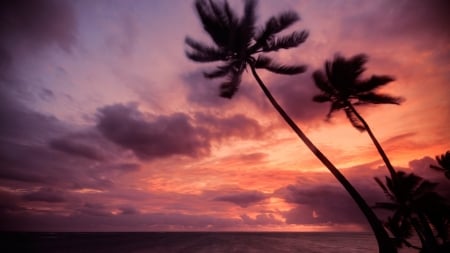 Purple Clouds - sky, beach, palms, sunset, sea