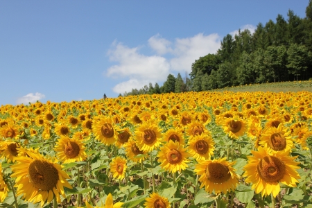 Sunflowers - clouds, blossoms, summer, plants, field, petals, sky, leaves