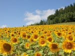 Sunflowers