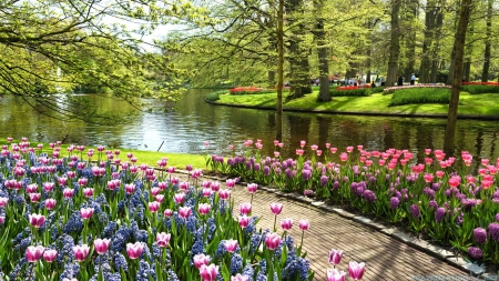 Keukenhof Gardens, Netherlands - path, river, tulips, trees, blossoms, spring