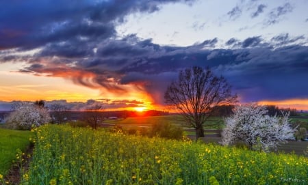 The sun and the rain - sky, rain, sunset, spring, fiery, clouds, beautiful, grass, wildflowers