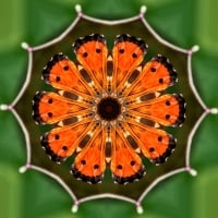 Abstract Butterfly Mandala