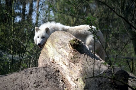 I See You ! - hudson bay wolf, predator, trees, forest, rocks