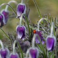 7 spot ladybird