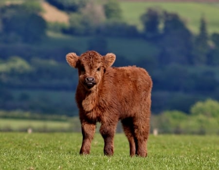 calf - calf, cow, field, grass