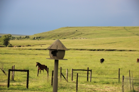 Vrede - owls, grey, horse, green