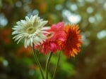 Orange Red Gerbera