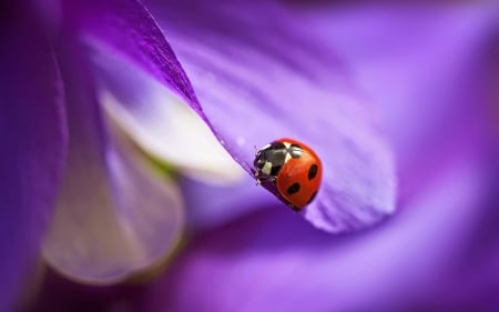 Ladybug and Flower - flower, ladybug, nature, pretty