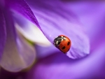 Ladybug and Flower