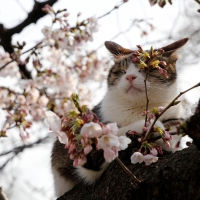 Cat rests on a spring day