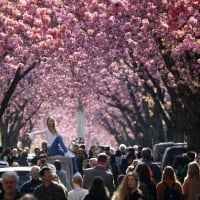 Pink cherry blossom canopy