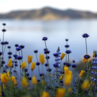 Chias and California poppies