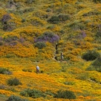 Wildflower blooms