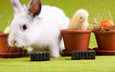 White Rabbit and Chicken  - rabbit, pot, animals, cactus, chicken