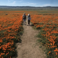 Poppy blooms galore