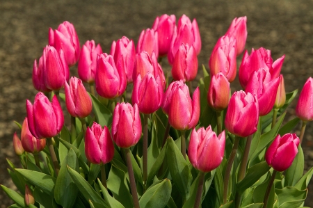 Spring Tulips - water drops, tulips, easter, rain drops, flowers, spring, drops