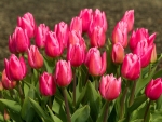 Spring Tulips