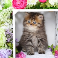 Spring persian kitty