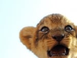 Lion cub