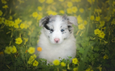 Puppy - australian shpeherd, flower, animal, cute, caine, spring, sweet, puppy, yellow, white, field, blue eyes, dog, green