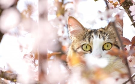 I see you! - flowers, animal, pisica, eye, spring, tree, cat