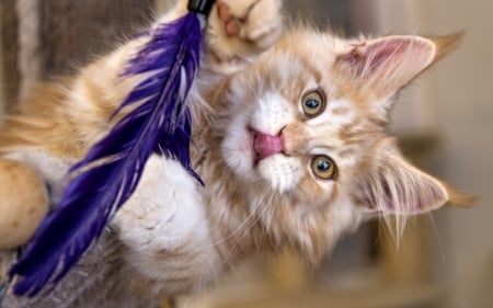 It was good! - feather, funny, purple, animal, cute, cat, kitten, tongue, paw