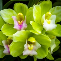 Orchids