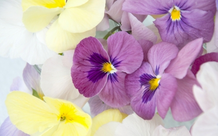 Pansies - white, pansy, purple, yellow, viola tricolor, pink, flower, spring