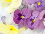 Pansies