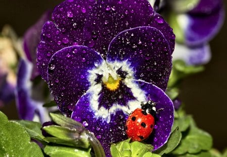 Ladybug on Purple Pansy