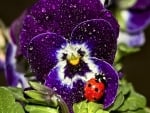 Ladybug on Purple Pansy