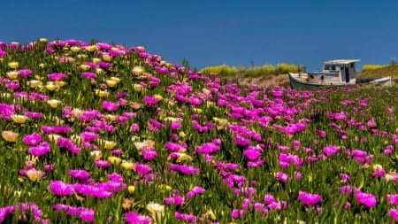 Spring Shore - flowers, shore, nature, boat, landscape, spring