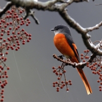 Bird on a Branch with Berries