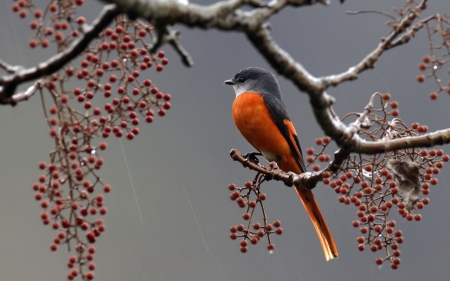 Bird on a Branch with Berries