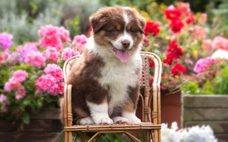 Puppy - animal, pink, cute, caine, sweet, puppy, chair, garden, australian shepherd, tongue, dog