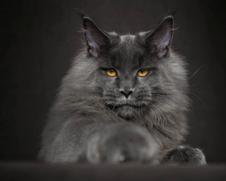 Cat - fluffy, black, animal, pisica, paw, maine coon, cat, robert sijka