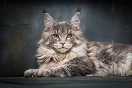 Kitten - pisica, kitten, paw, maine coon, cute, cat, robert sijka