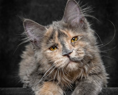 Kitten - cat, robert sijka, black, pisica, animal, kitten, maine coon, cute, face