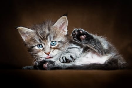 Kitten - animal, pisica, kitten, paw, cute, cat, robert sijka