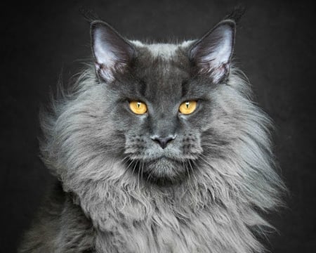 Cat - yellow, eyes, cat, robert sijka, black, pisica, animal, maine coon, face