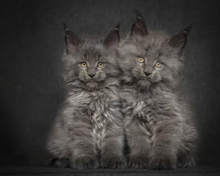 Kittens - paw, cat, couple, pisica, black, kitten, maine coon, animal, cute, robert sijka